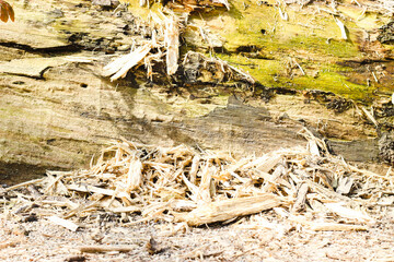 Totholz ist Lebensraum und co2 Speicher im Wald