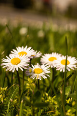 sunny camomile garden with green grass