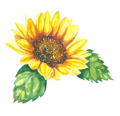 Illustration in watercolor of a sunflower