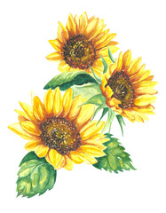 Illustration in watercolor of a sunflowers