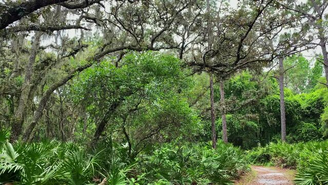 A natural archway of curved branches of young oak trees has grown across an unpaved walking path which is surrounded by thick underbrush of everglade palm trees