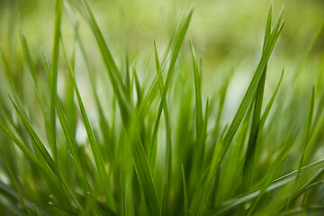 Naklejka premium macro grass with a blurred background of green blades of grass