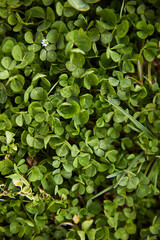 green clover leaf texture, background 