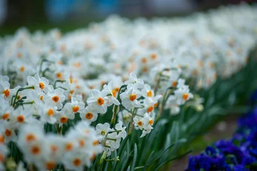 Tuinposter Narcisse à bouquet © Foto Girone