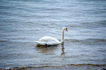 schwimmender Schwan