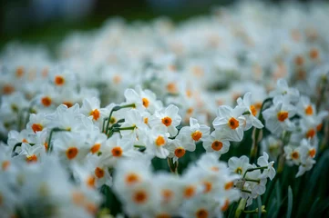 Zelfklevend Fotobehang Narcisse à bouquet © Foto Girone