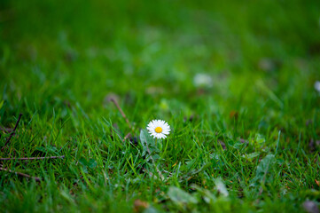 white flower on green grass