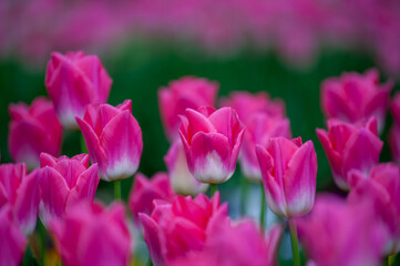 Fototapeta na wymiar Close-up Of Pink Tulips Blooming Outdoors