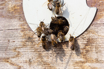 A lot of bees returning to bee hive and entering beehive with collected floral nectar and flower...