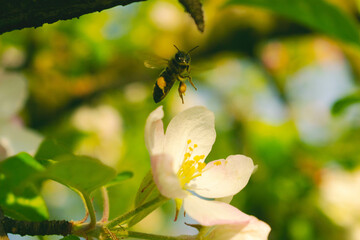 Foll loaded honey bee had enough pollen
