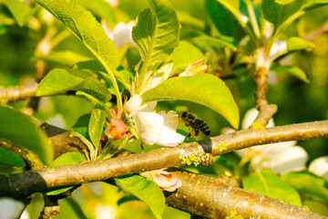 Bee hinding in the shadow of the aplle tree