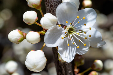 Close-up of white cherry blossoms