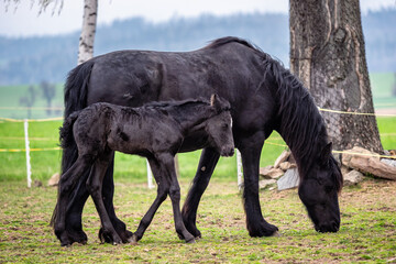 Black mare and foal in the pasture.