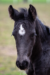 Obraz premium Portrait of a black foal. Head of a black horse with a white spo