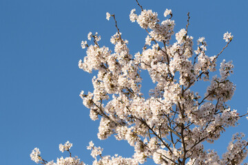 桜と青空