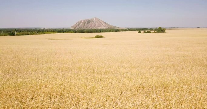 Scenic aerial drone view of wheat field. Agriculture and farming concept