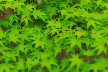 新緑の若葉の森林　楓の木漏れ日のきらきら光　リラックス緑の癒しイメージ背景素材