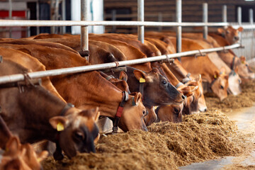 Cows jersey with smart collar in modern farm. Concept Automated livestock animal husbandry