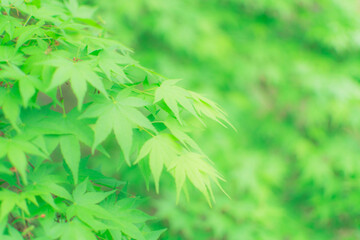 新緑の若葉の森林　楓の木漏れ日のきらきら光　リラックス緑の癒しイメージ背景素材