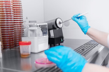 Sampling with bacteriological loop of material colonies microorganisms grown on dense nutrient medium for research