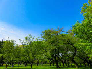 快晴の青空と山脈　リラクゼーション癒しの初夏イメージ背景素材　水彩画風　日本