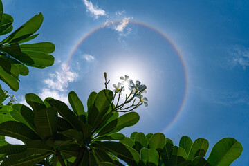 fantastic sun halo with white flowers and blue sky
