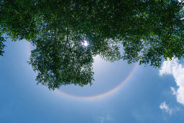 fantastic sun halo with trees  and blue sky