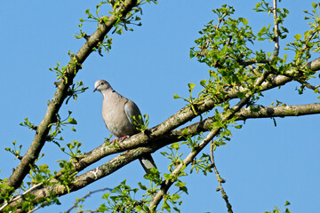 Eine Türkentaube (Streptopelia decaocto)  sitzt  in einem ergrünenden Gingkobaum.