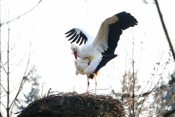 white stork in nest