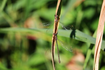 dragonfly on the grass