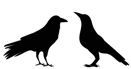 crows silhouette, on white background, isolated, vector