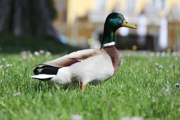 duck on the grass