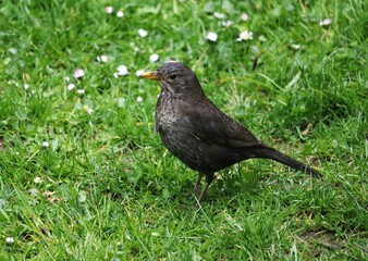 blackbird on the grass
