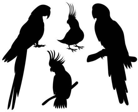 parrot silhouette, on white background, isolated, vector