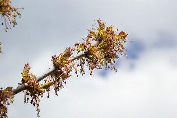 Young Maple leaves in spring,common name as Acer is a genus of trees and shrubs. Acer pseudoplatanus, or Acer platanoides, the most common maple species in Europe.
