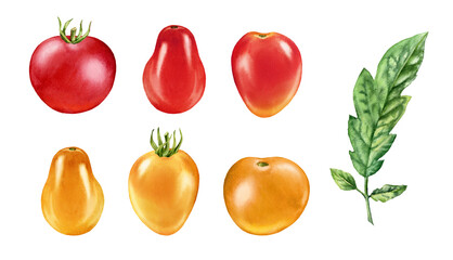 Watercolor tomatoes. Ripe cherries collection of different colours and shapes. Realistic botanical painting with fresh red and yellow vegetables. Hand drawn food design elements