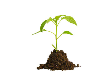 Plant sprout in ground solid isolated on empty white background. Seed, growth, ecology concept. 