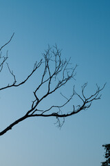 Tree on sky at sunset with sun.