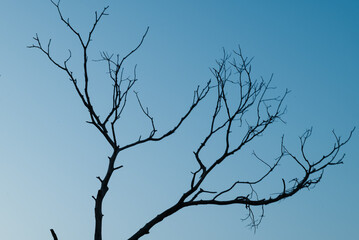 Tree on sky at sunset with sun.