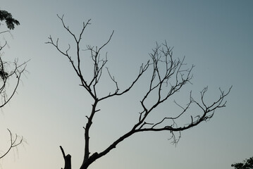 Tree on sky at sunset with sun.