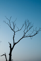 Obraz premium Tree on sky at sunset with sun.