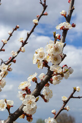 Beautiful white apricot tree blossoms in a spring garden. Apricot tree in bloom
