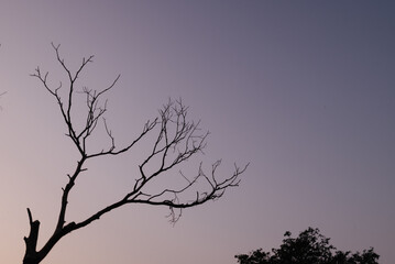 Tree on sky at sunset with sun.