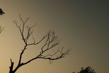Fototapeta na wymiar Tree on sky at sunset with sun.