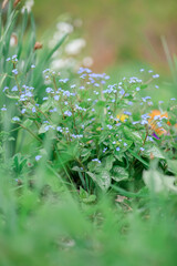 close up of flowers in the forrest