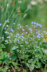 blue flowers in the forest