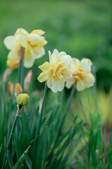 yellow daffodils in the garden