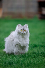 white persian cat in the grass