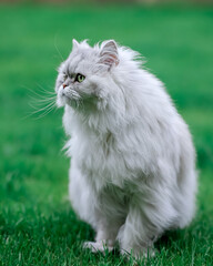 Naklejka na ściany i meble white persian cat