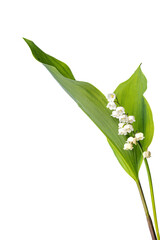 Sprig of blooming lily of the valley caught on a white background